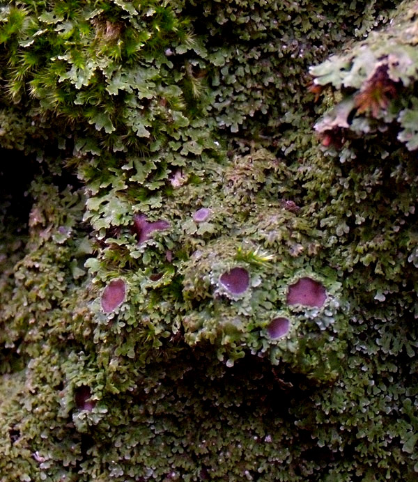 Physconia venusta - lichene su quercia